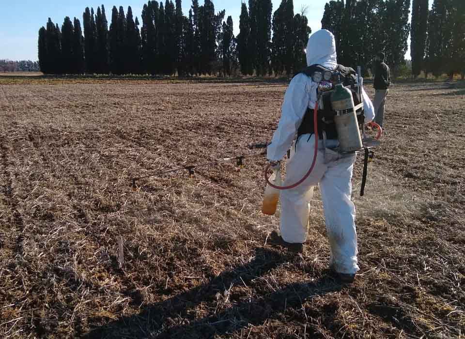 Herbicidas biológicos ¿Existen? ¿Funcionan? ¿Cómo manejar malezas sin químicos?